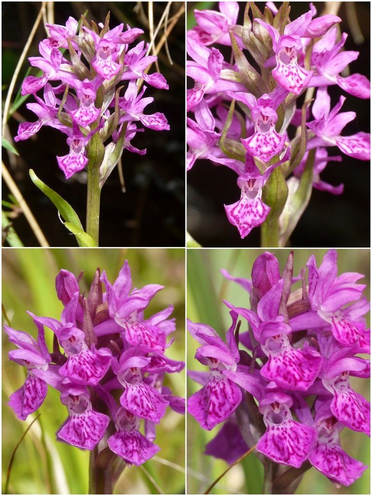 Orchidee d''Irlanda
